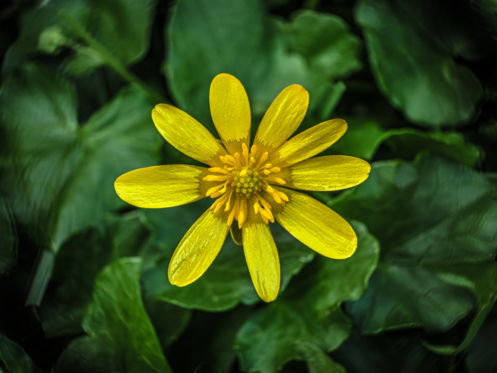 Blyskáč jarný (Ficaria verna)