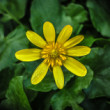 Blyskáč jarný (Ficaria verna)