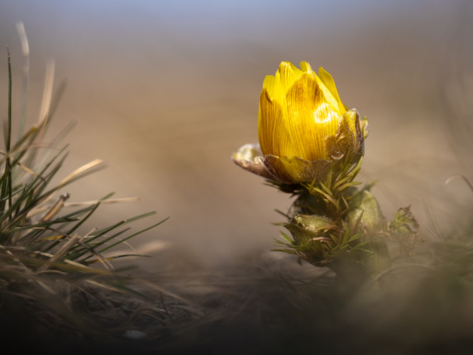 Hlaváčik jarný (lat. Adonis vernalis)