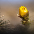 Hlaváčik jarný (lat. Adonis vernalis)
