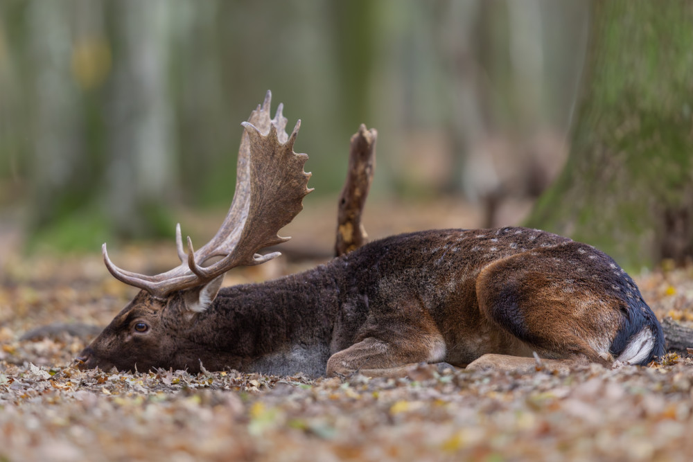 daniel škvrnitý, Fallow deer (Dama dama)