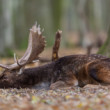 daniel škvrnitý, Fallow deer (Dama dama)