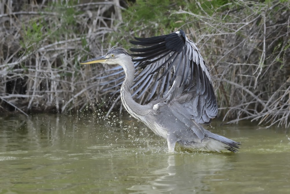 Ardea cinerea