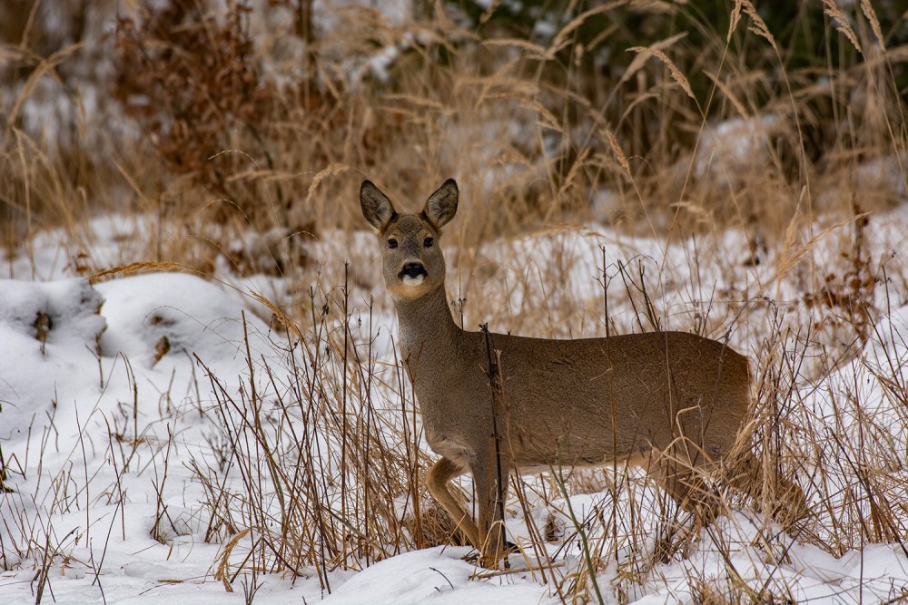 srna-Capreolus capreolus