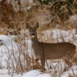 srna-Capreolus capreolus