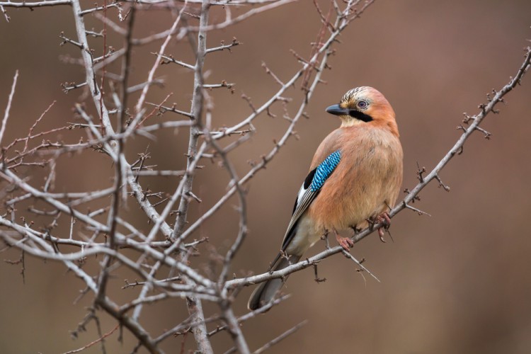 sojka škriekavá, The Eurasian jay (Garrulus glandarius)