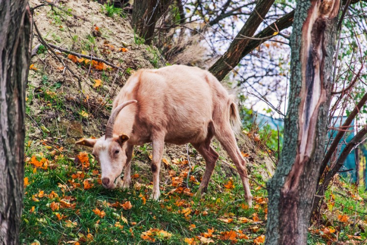 Koza v lese