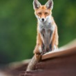 ~ Wildlife modeling