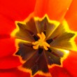 tulipán