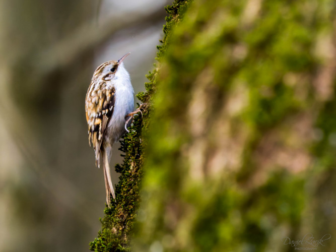 Kôrovník dlhoprstý