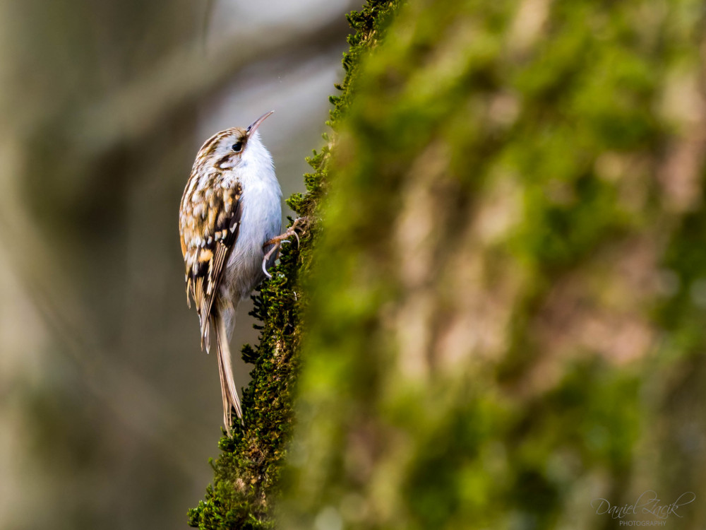 Kôrovník dlhoprstý