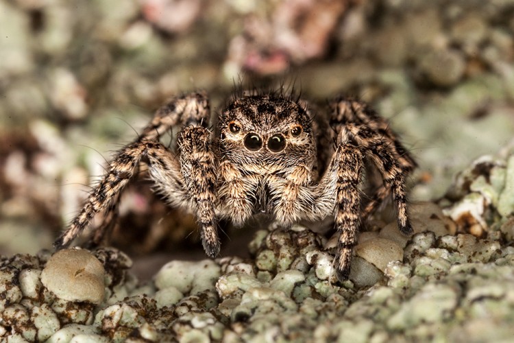 Skákavka znamenaná - Aelurillus v-insignitus, samice