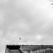 ...like a bird