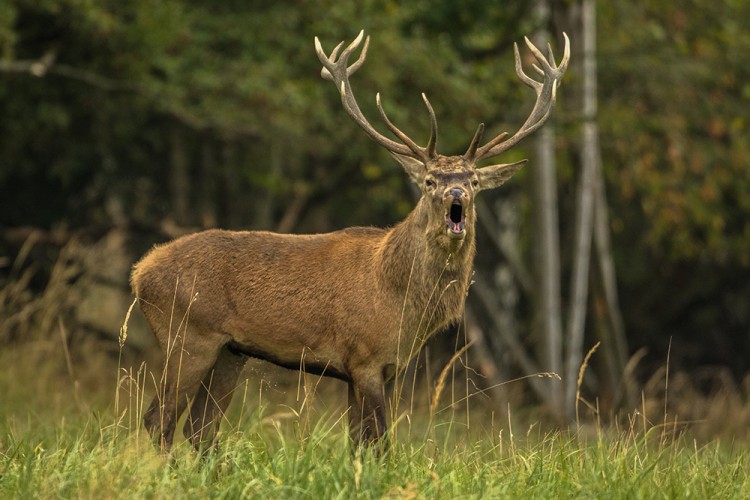 Jelen lesní (Cervus elaphus)