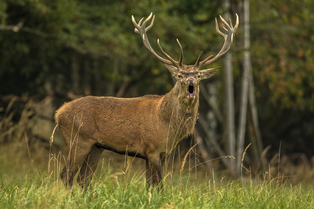 Jelen lesní (Cervus elaphus)