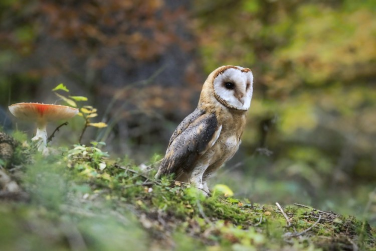 Aranžovaná fotografia