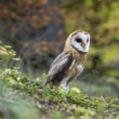Aranžovaná fotografia