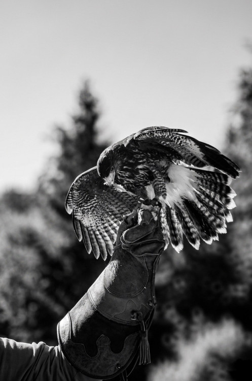 Kráľ vzduchu v službách človeka