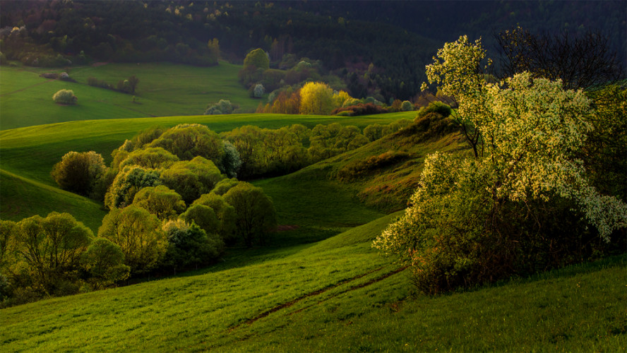 Zlatá hodinka