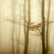 Misty mood