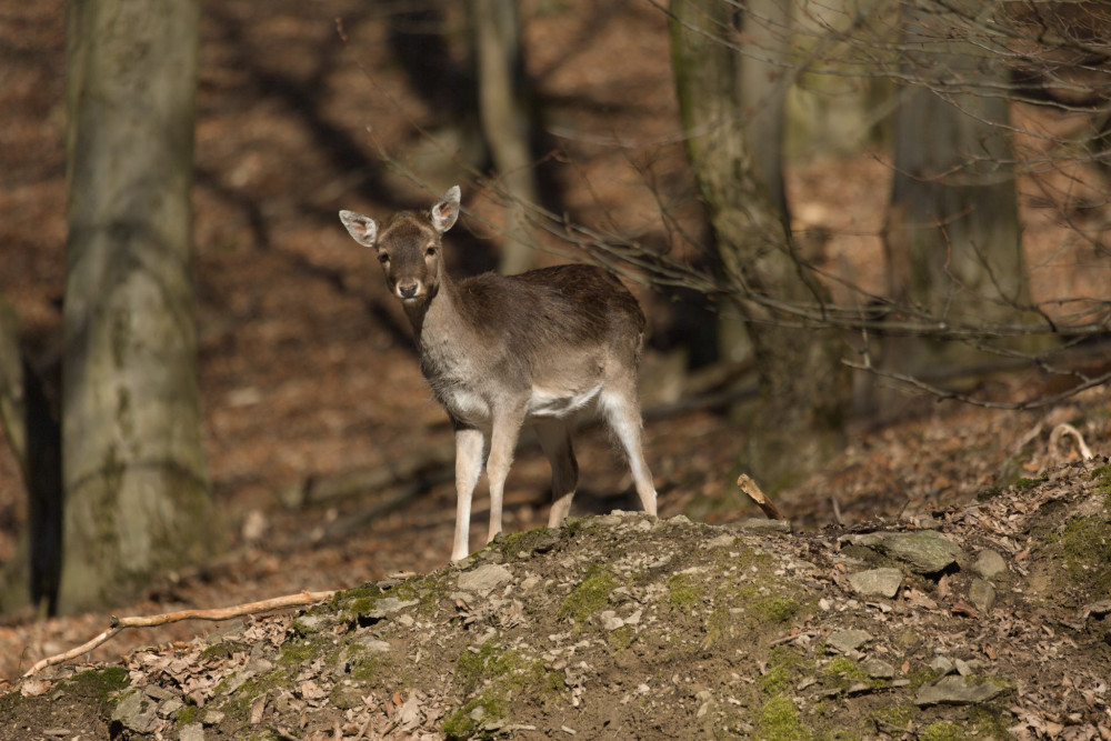 Daniel škvrnitý - Dama dama