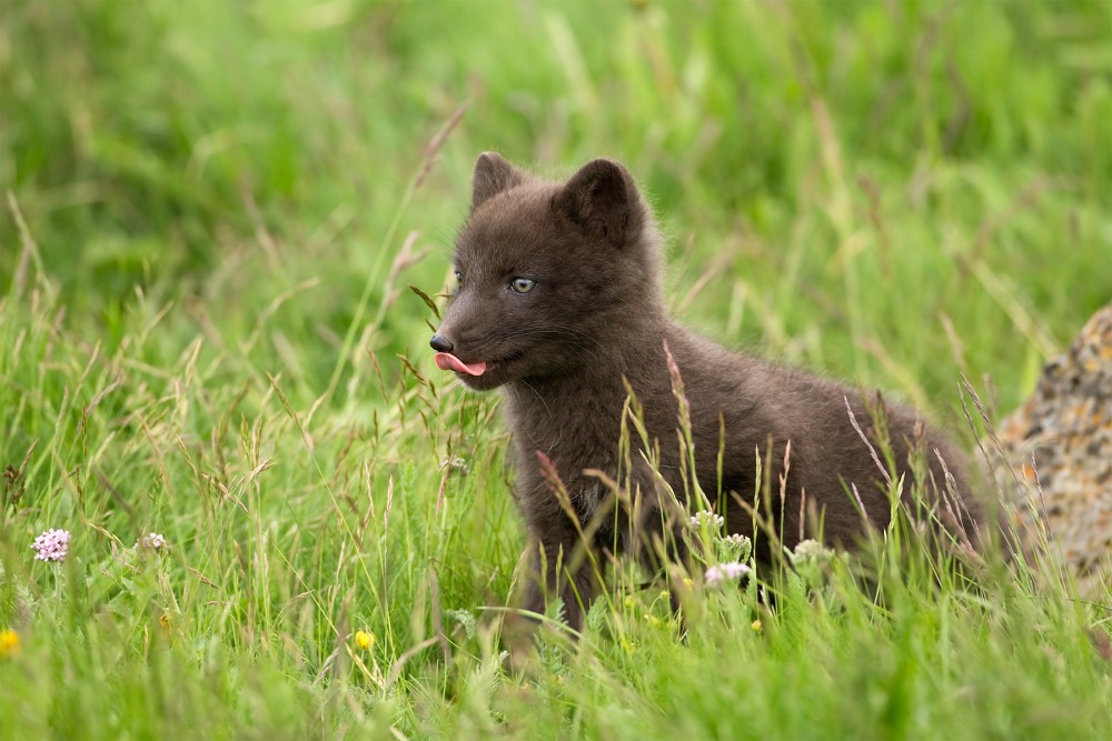 Vulpes lagopus (líška polárna)