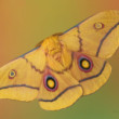 Gonimbrasia krucki (samček)