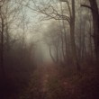 Magic wood- the  ENTRY