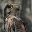Falco tinnunculus