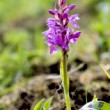 orchidea
