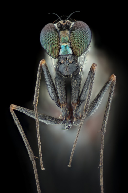 Dolichopodidae