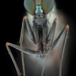 Dolichopodidae