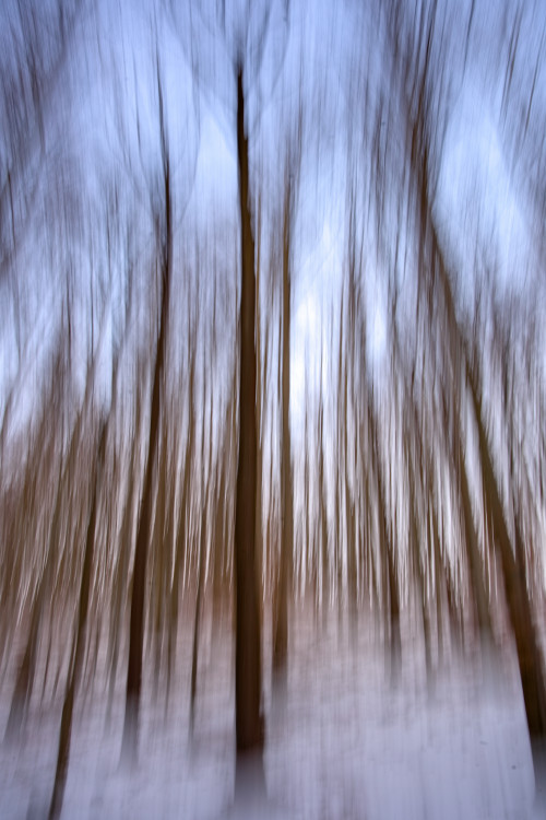 Modrá hodinka v lese