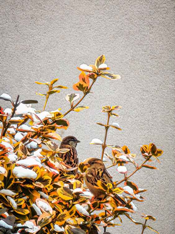 Nad konármi hliadkujú