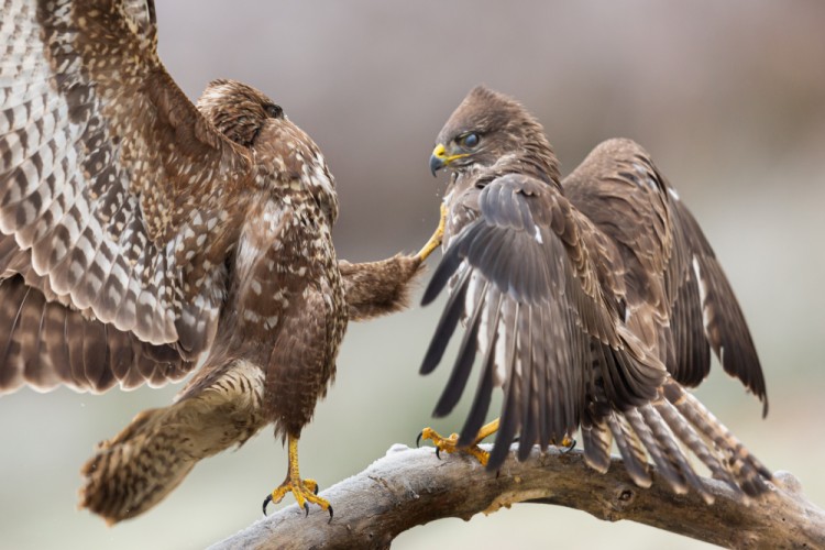 Myšiak hôrny, The common buzzard (Buteo buteo)