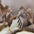 Myšiak hôrny, The common buzzard (Buteo buteo)