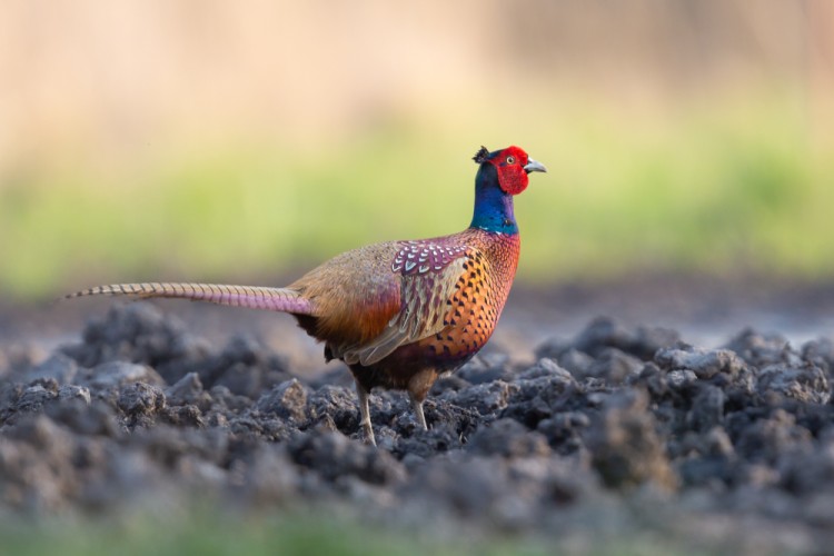 bažant poľný (Phasianus colchicus)