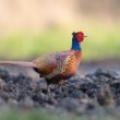 bažant poľný (Phasianus colchicus)