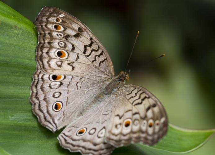 Junonia atlites