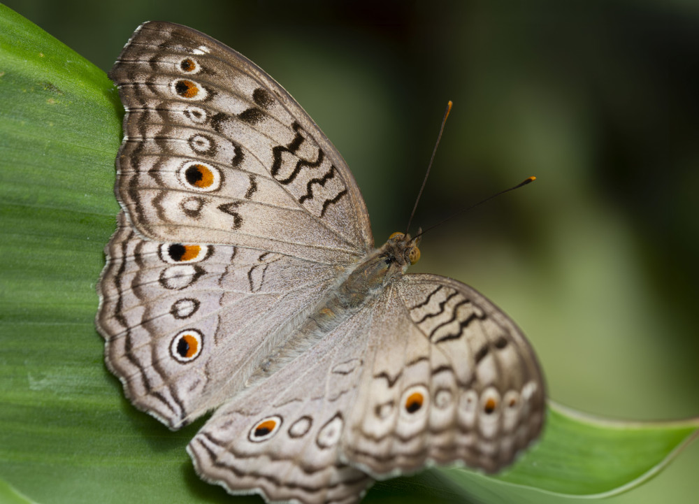 Junonia atlites