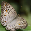 Junonia atlites
