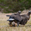 Orol skalný - Aquila chrysaetos