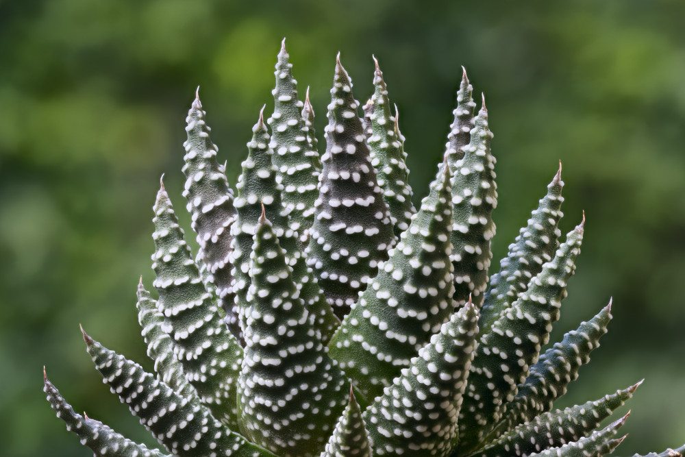 Haworthia fasciata