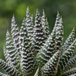 Haworthia fasciata