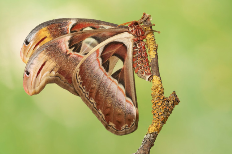 Attacus atlas (samička)