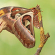 Attacus atlas (samička)
