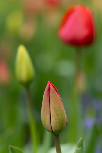 Tulipány