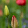 Tulipány