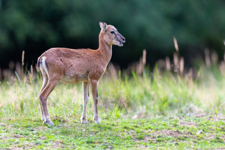 Muflón lesný, The mouflon (Ovis musimon)