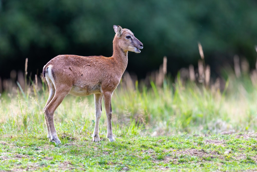 Muflón lesný, The mouflon (Ovis musimon)